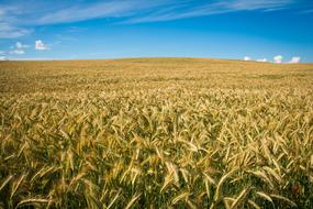 wheat field on a clear summer day