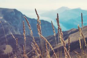 Grasses Plants Vegetation