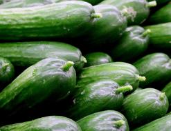 harvest of green persian cucumbers