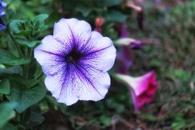 purple and white flower at garden