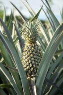 Pineapple Farm Garden