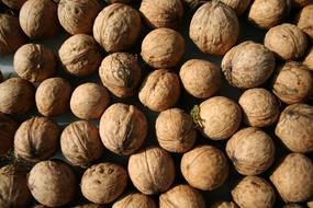 Walnut Nut Harvest