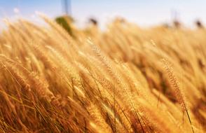 dry wheat field close up