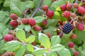 Natural berries Fruits Food