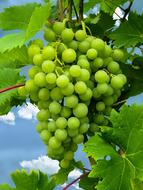 green Grapes Fruits vine