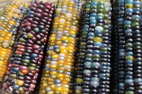 Corn Harvest Colors In