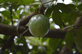 green Fruit Fresh Food