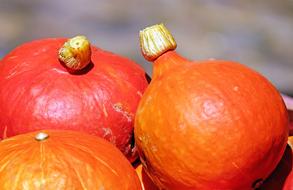 bright orange pumpkins on a blurred background