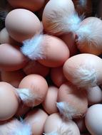 Chicken Poultry Eggs