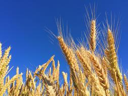 crop field spikes