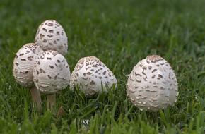 white Mushrooms on Grass