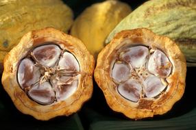 Cacao Pod Cocoa Beans