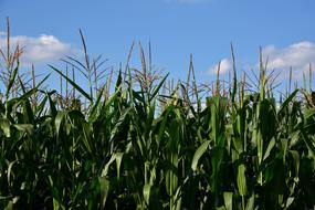 Corn Cornfield Agriculture