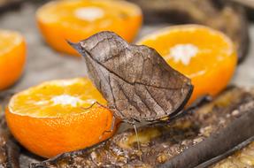 Butterfly Insect at Nature