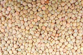 Agriculture Backdrop Bean