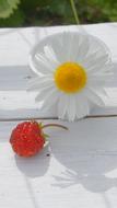 Map Strawberries Geese Flower