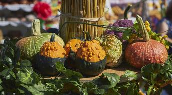 colorful decorative pumpkins and ivy vine