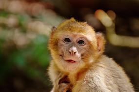 wild Barbary Ape monkey portrait