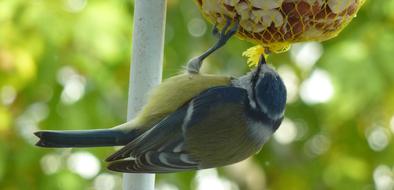 titmouse near the feeder in nature on a blurred background