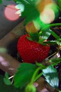 Strawberry Fruit Ripe