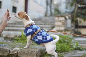 feeding a pet puppy on a blurred background