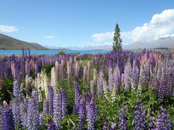 Violet Wildflowers Vegetation
