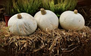 Pumpkin White Casper