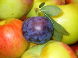 Fruits Prune Apples