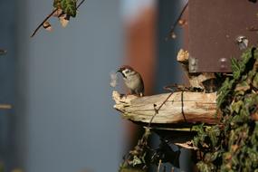 Bird Nature Animal World