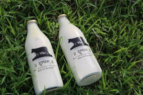 Milk Glass Bottles on grass