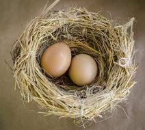 birds Eggs in Nest