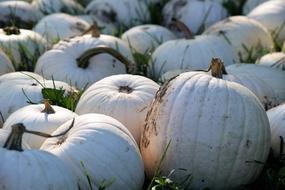 White Pumpkin Thanksgiving