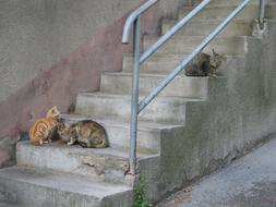 Cat Kitten Pet on stairs