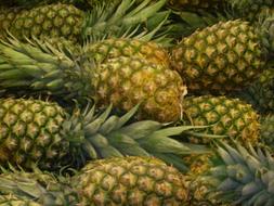 Beautiful and colorful pineapples with green leaves, at the farmers market