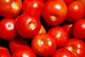 lot of red tomatoes in a close-up