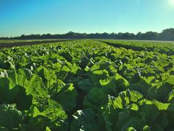 Salad Field harvest