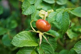 brown rose hips, close-up