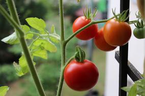 Tomatoes Plant blur