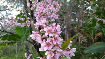 flowering peach tree in the garden