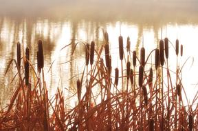brown reeds are reflected in the swamp
