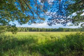 Beautiful landscape of the colorful field with plants in sunlight, among the trees, under the blue sky with white clouds