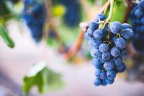 Blueberries Berry Fruits