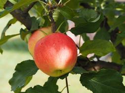 two ripe apples on branches close-up in a blurred background