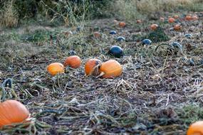 Pumpkins Vines on Farm