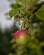 Apple Green Fruit