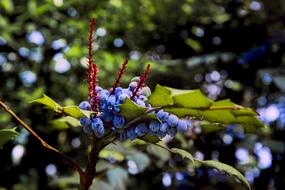 blue berries on a branch on a blurred background