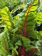 Chard Leaves Garden