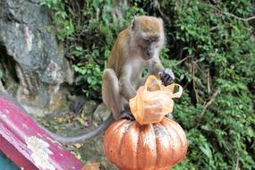 Nature Monkey in Asia