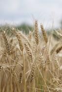 ripe Wheat on Field at cloudy day