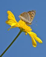 Fire Falter Butterfly at nature